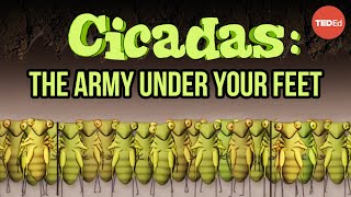 Cicadas The dormant army beneath your feet  Rose Eveleth [upl. by Brander]