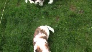 Cavachon Puppies Foxglove Farm [upl. by Akerue895]