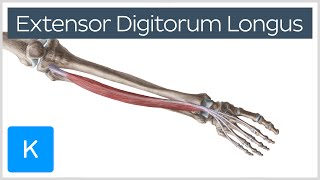 Extensor Digitorum Longus Muscle  Origins amp Function  Human Anatomy  Kenhub [upl. by Vaas]