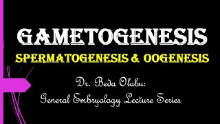 GAMETOGENESIS  SPERMATOGENESIS amp OOGENESIS [upl. by Loos]