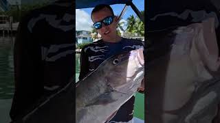 A Massive Blueline Tilefish Over 33” Long fishing deepdrop [upl. by Cort672]