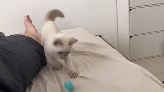 【tonkinese】Memories of a kitten トンキニーズ [upl. by Skilken]