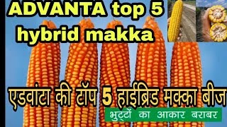 ADVANTA top 5 hybrid maize veriety  एडवांटा की टॉप 5 हाईब्रिड मक्का बीज Advanta makka [upl. by Aid]