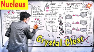 Nucleus l PPSC Terms l Crystal Clear l Chromosomes vs Chromatin [upl. by Ailel]