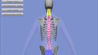 Interactive 3D Vertebral Column [upl. by Eiclud520]