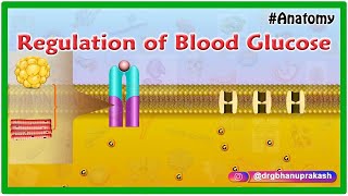 Regulation of Blood Glucose Animation [upl. by Lenard]