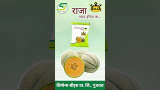 raja muskmelon seeds  seamons seeds pvt ltd Gujarat [upl. by Gladdie]