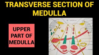 Transverse Section of Medulla  3  TS through Upper Part of Medulla at level of 4th Ventricle [upl. by Ahsienal169]