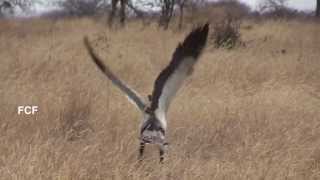 Secretary Bird hunts for then finds kills and eats a snake in Tanzania  in 1 minute [upl. by Sirob]