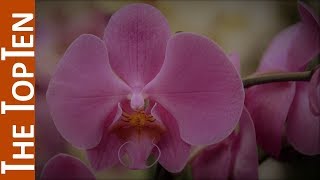 The Top Ten Most Beautiful Orchids in the World [upl. by Ellerred]