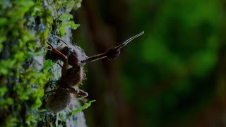 Este hongo parásito controla a los insectos  National Geographic en Español [upl. by Valdes416]