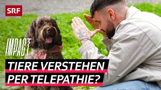 Mit Tieren reden – Telepathische Fähigkeit oder nur Einbildung  Impact  SRF [upl. by Eittam254]