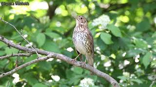 Zanglijster Turdus philomelos [upl. by Ettedualc]