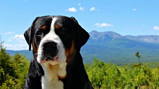 15 Pros and Cons of Owning a Greater Swiss Mountain Dog [upl. by Ledniahs]