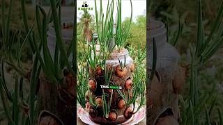 Growing Onions with just a plastic bottle great results garden gardening [upl. by Pascal169]