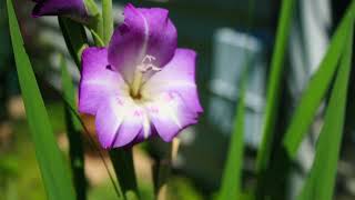 Gladiolus Bloom Time Lapse Movie in 9 Seconds for 122 Hours [upl. by Erasmo]