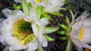 Trichocereus Bloom  Time Lapse [upl. by Coyle]