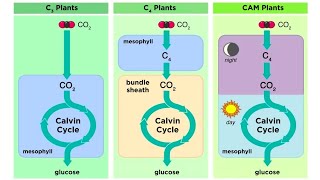 Types of Photosynthesis in Plants C3 C4 and CAM [upl. by Vena426]