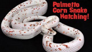 PALMETTO CORN SNAKE HATCHING [upl. by Boutis328]