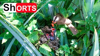 Parent Yellowvented Bulbul Feeding All Hungry Babies – Bird Chicks Calling Their Mother [upl. by Trager]