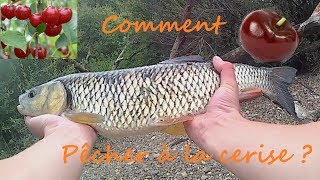 Comment pêcher à la CERISE  Techniques astuces et GROS chevesnes [upl. by Meadow]