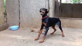 Doberman barking soundAggressive DobermanDoberman American pinscher [upl. by Fernandez]