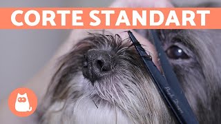 ¿Cómo cortar el pelo a un perro 🐶 CORTE BÁSICO  Animal Salut [upl. by Lalla]