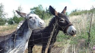 LES ANES DALEIX à PRADES AIMENT LE PAIN SEC BIO DONKEYS LOVE BREAD BURROS ESTIMEN PA BIO [upl. by Madi]