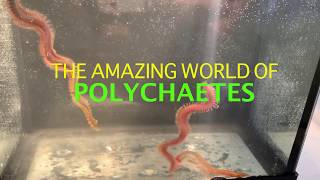 The Amazing World of Polychaetes [upl. by Annawoj]