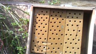 Red Mason Bees Osmia rufa nesting in artificial tubes April 2011 UK [upl. by Louella]