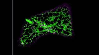 Fluorescent Golgi bodies moving over membranes of the endoplasmic reticulum in plants [upl. by Eneleuqcaj779]