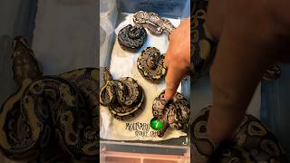 🐍What Morps hatched🧪 molinarosnakelab shorts ballpython royalpython snakebreeder pythons [upl. by Giah]