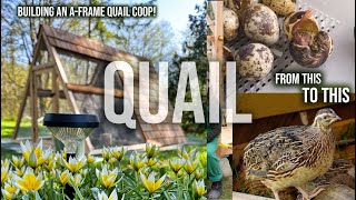 EVERYTHING QUAIL INCUBATING HATCHING BUILDING AFRAME QUAIL COOP amp MOVING OUTSIDE [upl. by Ainoz]