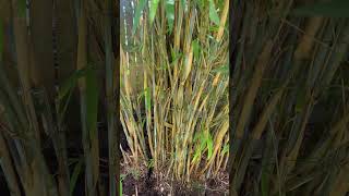 Dividing Borinda papyrifera CS1046  The Blue Bamboo [upl. by Masera322]