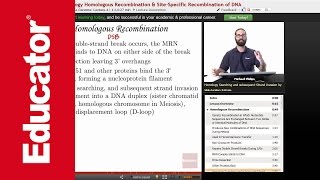 Homologous Recombination and Holiday Junction  Molecular Biology [upl. by Bowra222]