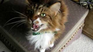 Max the Maine Coon Cat sings [upl. by Petey]