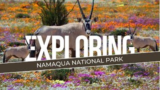 Namaqua National ParkSouth Africa [upl. by Redman]