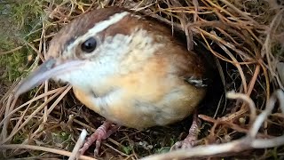 How Carolina Wrens Build Nests Adorable TimeLapse Video [upl. by Kcirttap160]