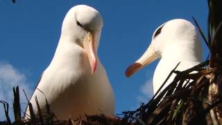 Albatrosses Use Their Nostrils To Fly  Natures Biggest Beasts  BBC Earth [upl. by Maillil]