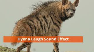 Hyena Laughing Sound Effect [upl. by Hoj979]