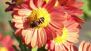 Various Hover Flies Visit ‘Mammoth Red Daisy Flowers for Nectar and Pollen [upl. by Larimer]