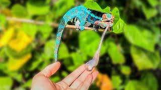 Checking out Lannis Lizards Amazing Panther Chameleon Set Up [upl. by Adnohs]