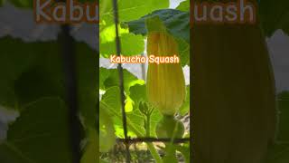 Squash Bearing Fruit and Edible Flower squash [upl. by Alban]