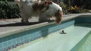 Cavalier Rupert going crazy tormented by frog in pool [upl. by Abbotsen]