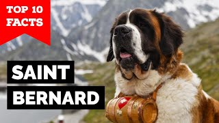 Saint Bernard  Top 10 Facts [upl. by Bartram]