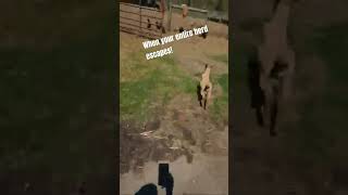 My entire goat herd escaped goat scapegoat escape steinmetzfamilyfarm [upl. by Ecyned]