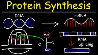 Transcription and Translation  Protein Synthesis From DNA  Biology [upl. by Bessy]