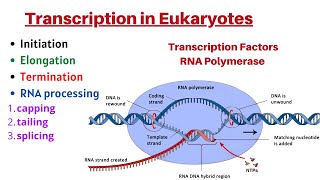 Transcription in Eukaryotes Initiation Elongation Termination Transcription Factors amp RNA processing [upl. by Yssak]