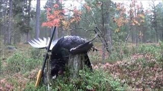 Havulinnunpyyntiä 2014 Hunting in Lapland HD [upl. by Phemia]