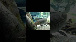 Alligator Gar The Living Fossil of North American Waters alligatorgar quotNorthAmerica wildlife [upl. by Cowden]